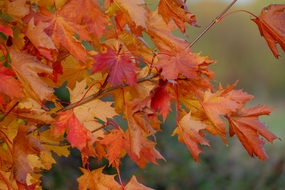 金秋时节枫树叶图片